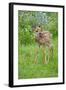 White-tailed Deer (Odocoileus virginianus) fawn, standing in meadow, Minnesota, USA-Jurgen & Christine Sohns-Framed Photographic Print