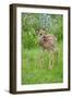 White-tailed Deer (Odocoileus virginianus) fawn, standing in meadow, Minnesota, USA-Jurgen & Christine Sohns-Framed Photographic Print