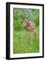 White-tailed Deer (Odocoileus virginianus) fawn, standing in meadow, Minnesota, USA-Jurgen & Christine Sohns-Framed Photographic Print