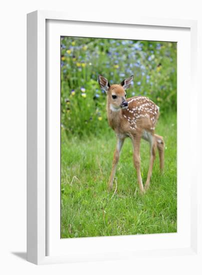 White-tailed Deer (Odocoileus virginianus) fawn, standing in meadow, Minnesota, USA-Jurgen & Christine Sohns-Framed Photographic Print