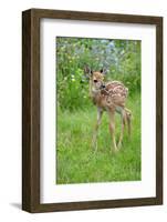 White-tailed Deer (Odocoileus virginianus) fawn, standing in meadow, Minnesota, USA-Jurgen & Christine Sohns-Framed Photographic Print