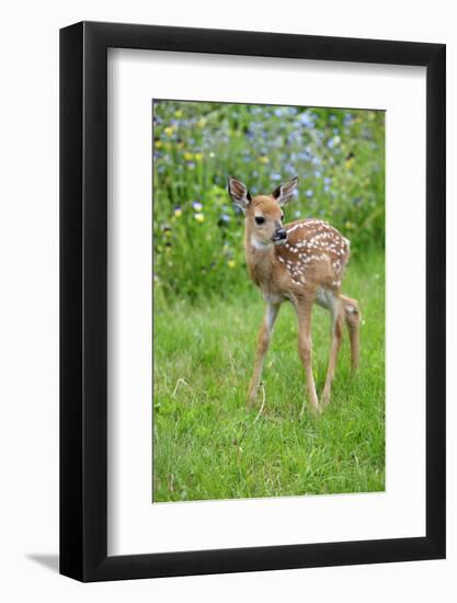 White-tailed Deer (Odocoileus virginianus) fawn, standing in meadow, Minnesota, USA-Jurgen & Christine Sohns-Framed Photographic Print