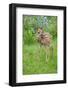 White-tailed Deer (Odocoileus virginianus) fawn, standing in meadow, Minnesota, USA-Jurgen & Christine Sohns-Framed Photographic Print