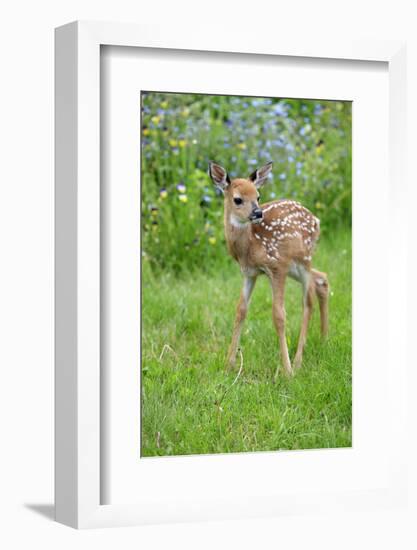 White-tailed Deer (Odocoileus virginianus) fawn, standing in meadow, Minnesota, USA-Jurgen & Christine Sohns-Framed Photographic Print