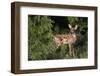 White-tailed deer (Odocoileus virginianus) fawns resting in cover.-Larry Ditto-Framed Photographic Print