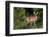 White-tailed deer (Odocoileus virginianus) fawns resting in cover.-Larry Ditto-Framed Photographic Print