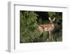 White-tailed deer (Odocoileus virginianus) fawns resting in cover.-Larry Ditto-Framed Photographic Print