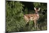 White-tailed deer (Odocoileus virginianus) fawns resting in cover.-Larry Ditto-Mounted Photographic Print