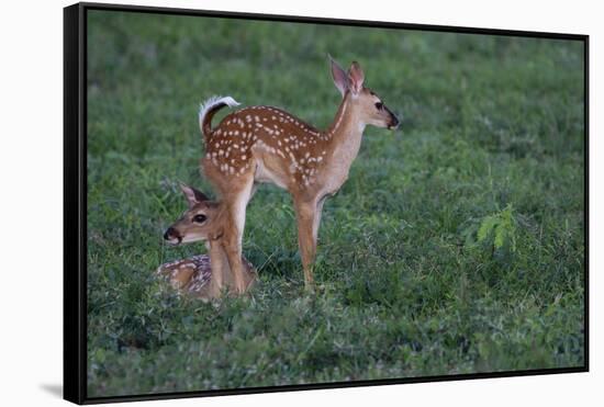 White-tailed deer (Odocoileus virginianus) fawns resting in cover.-Larry Ditto-Framed Stretched Canvas