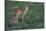 White-tailed deer (Odocoileus virginianus) fawns resting in cover.-Larry Ditto-Stretched Canvas