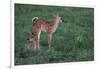 White-tailed deer (Odocoileus virginianus) fawns resting in cover.-Larry Ditto-Framed Photographic Print