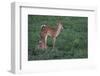 White-tailed deer (Odocoileus virginianus) fawns resting in cover.-Larry Ditto-Framed Photographic Print