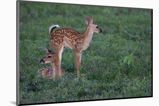 White-tailed deer (Odocoileus virginianus) fawns resting in cover.-Larry Ditto-Mounted Photographic Print