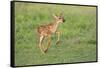 White-tailed deer (Odocoileus virginianus) fawns resting in cover.-Larry Ditto-Framed Stretched Canvas