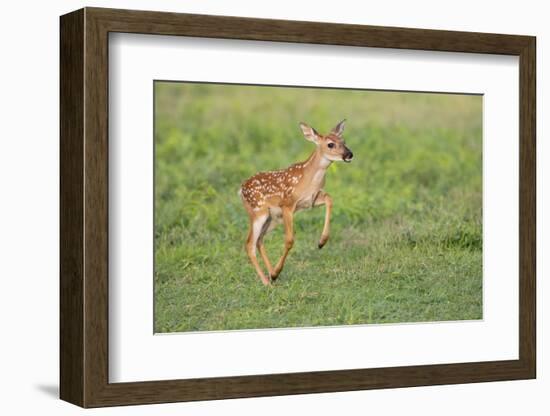 White-tailed deer (Odocoileus virginianus) fawns resting in cover.-Larry Ditto-Framed Photographic Print