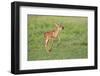 White-tailed deer (Odocoileus virginianus) fawns resting in cover.-Larry Ditto-Framed Photographic Print