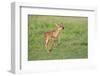 White-tailed deer (Odocoileus virginianus) fawns resting in cover.-Larry Ditto-Framed Photographic Print