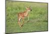 White-tailed deer (Odocoileus virginianus) fawns resting in cover.-Larry Ditto-Mounted Photographic Print