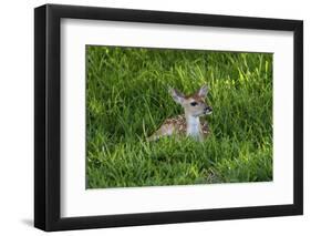 White-tailed deer (Odocoileus virginianus) fawns resting in cover.-Larry Ditto-Framed Photographic Print