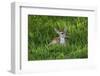 White-tailed deer (Odocoileus virginianus) fawns resting in cover.-Larry Ditto-Framed Photographic Print