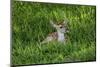 White-tailed deer (Odocoileus virginianus) fawns resting in cover.-Larry Ditto-Mounted Photographic Print