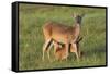 White-tailed Deer (Odocoileus virginianus) female with young-Larry Ditto-Framed Stretched Canvas