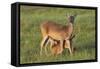 White-tailed Deer (Odocoileus virginianus) female with young-Larry Ditto-Framed Stretched Canvas