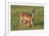 White-tailed Deer (Odocoileus virginianus) female with young-Larry Ditto-Framed Photographic Print