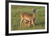 White-tailed Deer (Odocoileus virginianus) female with young-Larry Ditto-Framed Photographic Print