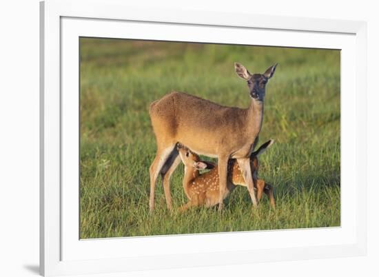 White-tailed Deer (Odocoileus virginianus) female with young-Larry Ditto-Framed Photographic Print