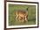 White-tailed Deer (Odocoileus virginianus) female with young-Larry Ditto-Framed Photographic Print