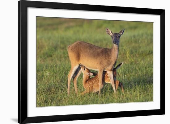 White-tailed Deer (Odocoileus virginianus) female with young-Larry Ditto-Framed Photographic Print