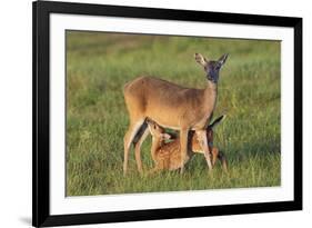 White-tailed Deer (Odocoileus virginianus) female with young-Larry Ditto-Framed Photographic Print