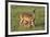 White-tailed Deer (Odocoileus virginianus) female with young-Larry Ditto-Framed Photographic Print