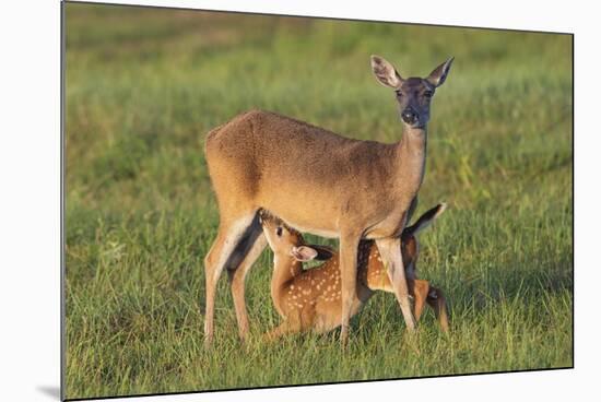 White-tailed Deer (Odocoileus virginianus) female with young-Larry Ditto-Mounted Photographic Print