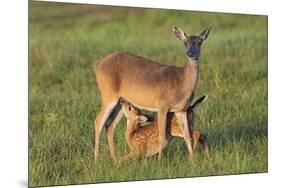 White-tailed Deer (Odocoileus virginianus) female with young-Larry Ditto-Mounted Photographic Print