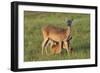 White-tailed Deer (Odocoileus virginianus) female with young-Larry Ditto-Framed Photographic Print