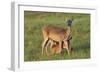 White-tailed Deer (Odocoileus virginianus) female with young-Larry Ditto-Framed Photographic Print