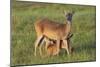 White-tailed Deer (Odocoileus virginianus) female with young-Larry Ditto-Mounted Photographic Print