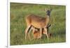 White-tailed Deer (Odocoileus virginianus) female with young-Larry Ditto-Framed Photographic Print