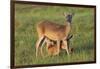 White-tailed Deer (Odocoileus virginianus) female with young-Larry Ditto-Framed Photographic Print