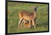 White-tailed Deer (Odocoileus virginianus) female with young-Larry Ditto-Framed Photographic Print