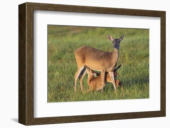 White-tailed Deer (Odocoileus virginianus) female with young-Larry Ditto-Framed Photographic Print