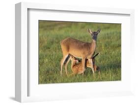 White-tailed Deer (Odocoileus virginianus) female with young-Larry Ditto-Framed Photographic Print