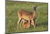 White-tailed Deer (Odocoileus virginianus) female with young-Larry Ditto-Mounted Photographic Print