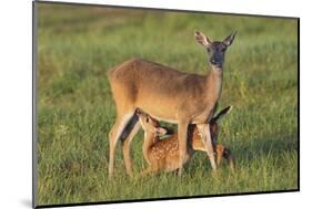 White-tailed Deer (Odocoileus virginianus) female with young-Larry Ditto-Mounted Photographic Print