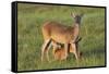 White-tailed Deer (Odocoileus virginianus) female with young-Larry Ditto-Framed Stretched Canvas