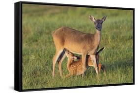 White-tailed Deer (Odocoileus virginianus) female with young-Larry Ditto-Framed Stretched Canvas