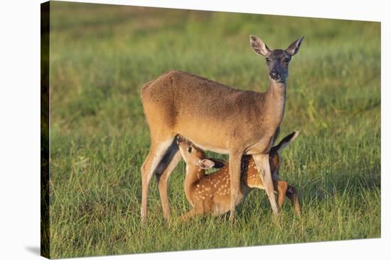 White-tailed Deer (Odocoileus virginianus) female with young-Larry Ditto-Stretched Canvas