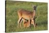 White-tailed Deer (Odocoileus virginianus) female with young-Larry Ditto-Stretched Canvas